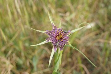 Fleur de salsifi sauvage