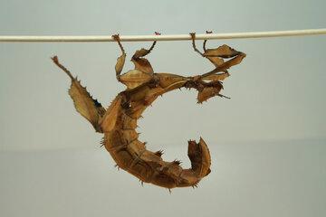 Le phasme scorpion, étrange insecte australien