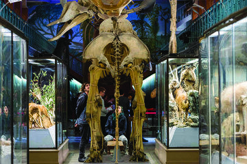 Musée d'histoire naturelle de Lille Musée d'histoire naturelle de Lille