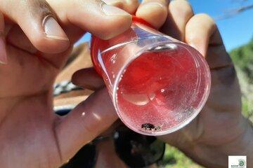 Travaux de recherche en entomologie dans le Var