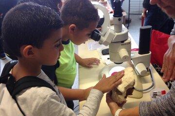 des enfants touchent un moulage de crâne fossile et observent des ossements à la loupe binoculaire en écoutant les explications d'un chercheur. 