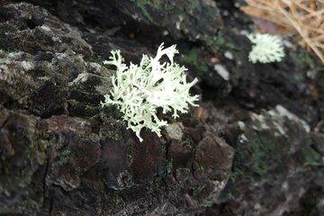 Lichen blanc laiteux sur écorce sombre recouverte de mousses