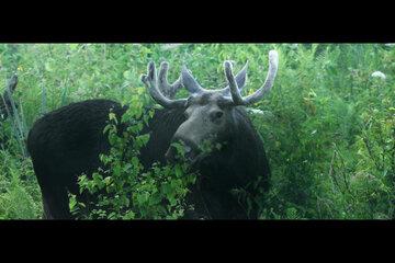 photogramme du films Dans les bois