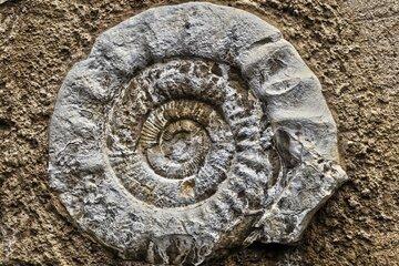 Fossile