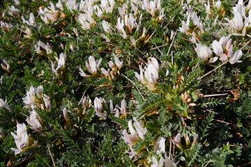 Astragale de Marseille Astragalus tragacantha Astragale de Marseille Astragalus tragacantha