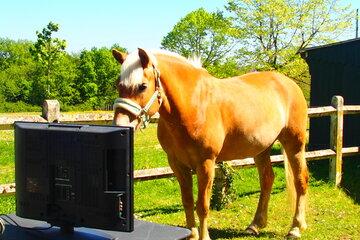 Test de comportement de reconnaissance de personne chez le cheval