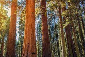 des arbres et des hommes des arbres et des hommes