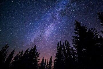 ciel étoilé au dessus de la forêt