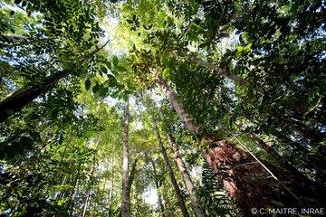 Photographie d'une forêt tropicale en Guyane