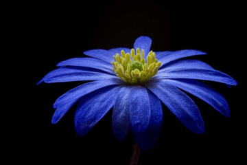 Fleur bleue