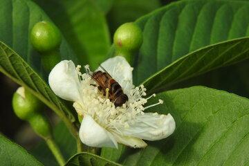 Un syrphe (Palpada vinetorum) butinant une fleur de goyavier 