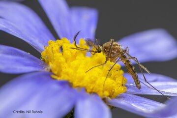 Moustique mâle du genre Culex se nourrissant du nectar d'une fleur