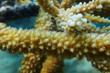 Polypes sur une branche d'Acropora cervicornis