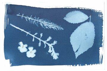 Technique cyanotype Technique cyanotype
