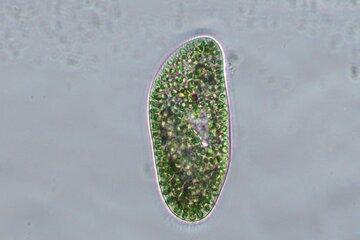 Cette paramécie, organisme aussi petit que l’épaisseur d’un cheveu (50 microns d’épaisseur), est l’hôte de centaines de microalgues vertes symbiotiques dans l’eau douce. Cette paramécie, organisme aussi petit que l’épaisseur d’un cheveu (50 microns d’épaisseur), est l’hôte de centaines de microalgues vertes symbiotiques dans l’eau douce.
