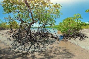 Palétuvier rouge, espèce pionnière de la mangrove