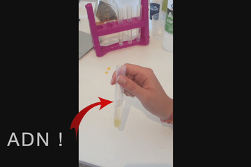 Extraction d'ADN de banane