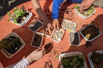 Atelier plantes