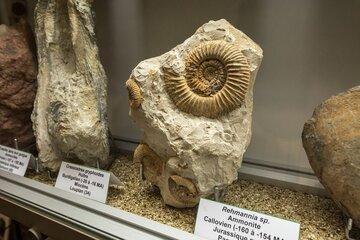 Ammonite du Muséum d'histoire naturelle