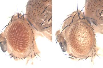 Photo de deux yeux de drosophile