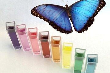 Solutions de nanoparticules de couleur différentes ainsi qu'un papillon Morpho