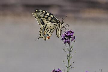 Le Machaon est un excellent planeur