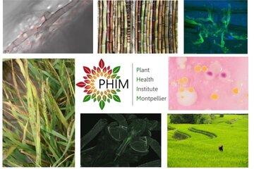 Le laboratoire PHIM (Institut de Santé des Plantes de Montpellier), étudie les microbes bénéfiques ou pathogènes associés aux plantes pour préserver et optimiser la santé des cultures.