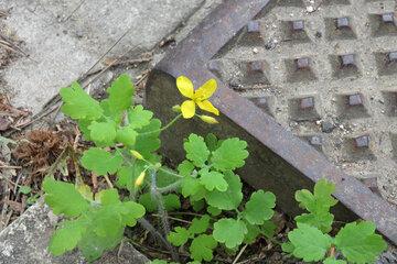 Plantes des trottoirs