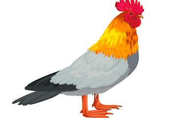 chimère pigeon coq canard   