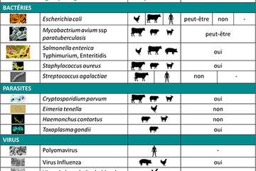 Bactéries, parasites et virus étudiés dans l'UMR Infectiologie et Santé Publique (INRAE)