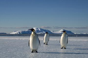 Trio de manchots sur la banquise