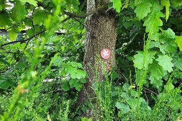 arbre