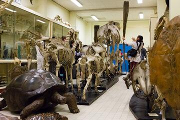 galerie de zoologie