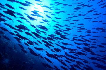 poissons