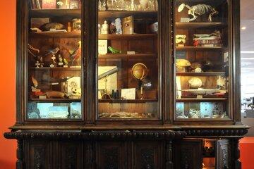 Cabinet de curiosité