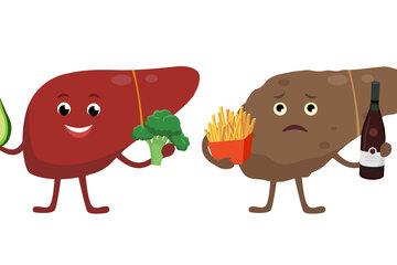 Un foie sain personnifié tient des légumes tandis qu'un foie malade tient des frites et du vin.