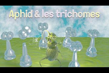 Aphid et trichomes