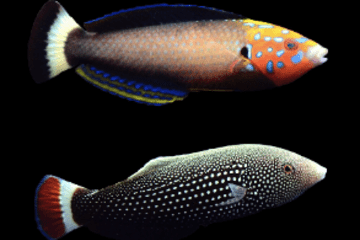 Petit poisson deviendra grand