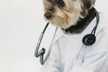 Petit chien habillé en docteur