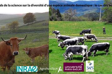 Diversité bovins