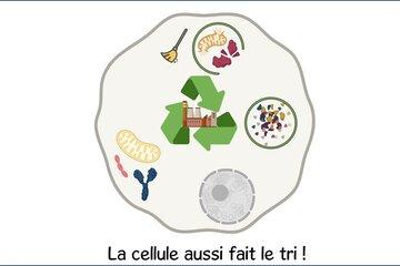 Dessin d'une cellule avec ses organites et une usine de recyclage au milieu.