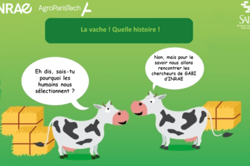 Frise bovine