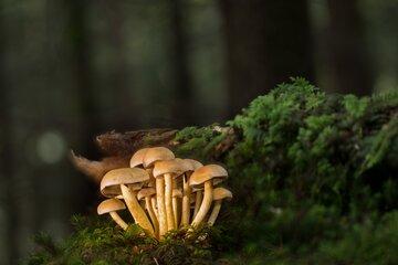 champignons