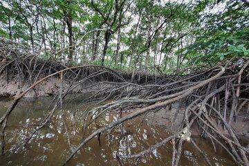 Mangroves