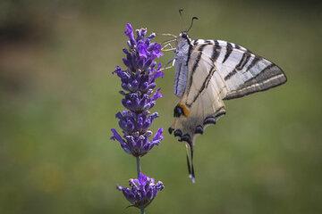 Flambé (Iphiclides podalirius) Image Papillon Flambé (Iphiclides podalirius)