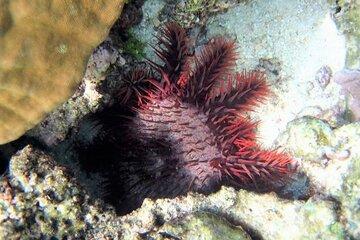 Acansthater planci