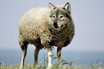 Animaux improbables