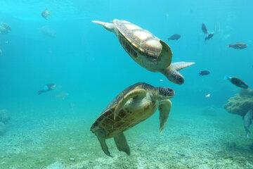 Deux tortues vertes en soin dans les bassins de Kelonia