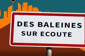 Baleines sur écoute