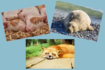 3 images : l'une présentant 2 porcelets, l'autre un phoque et la dernière une renard, tous endormis.